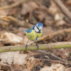 portrait of bluetit