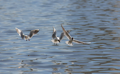 flight over the water