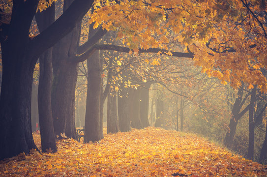 Autumn colorful tree alley in the park on a foggy day in Krakow, Poland