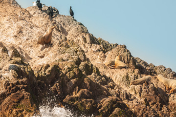 Fototapeta na wymiar California Sea Lions and Birds