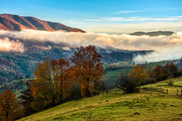 golden hot sunrise with cold morning fog in rural area of Carpathian mountain range. green grass and trees with colorful foliage on the hillside meadow