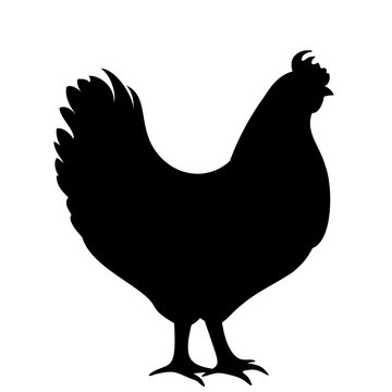 Vector black silhouette of a hen on a white background.