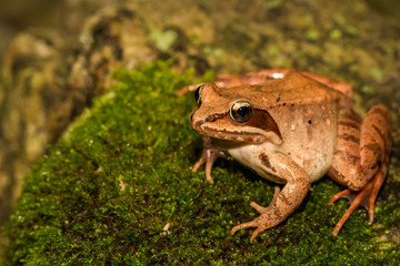 Naklejka premium Wood Frog