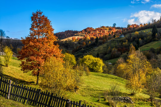 Carpathian rural area in autumn. red tree  behind the fence on hillside at the foot of the mountain