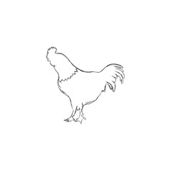 cock in sketch style, vector illustration