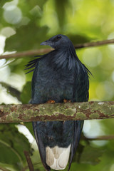 Nicobar Pigeon