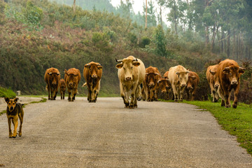Die friedlichen K&uuml;he von Monchique 