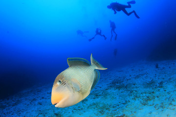 Obraz premium Triggerfish fish and scuba divers