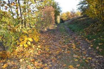 Fototapeta premium Herbstspaziergang
