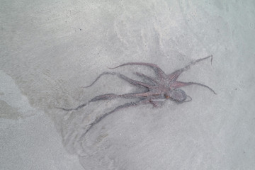 Octopus - Krake - Tintenfisch