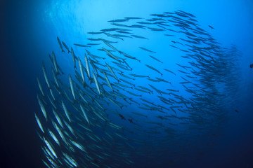 Fototapeta na wymiar Barracuda fish school in ocean