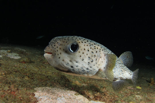Fototapeta Coral reef fish in sea ocean underwater