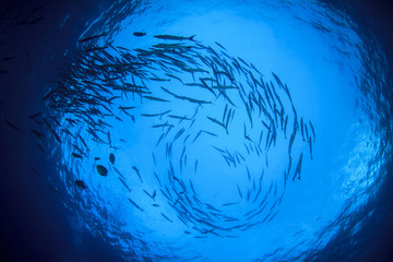 Obraz premium Barracuda fish school in ocean