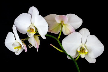 Fototapeta na wymiar Zen orchid