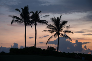 Fototapeta na wymiar Palm trees at sunset, Tanah Lot on the island of Bali