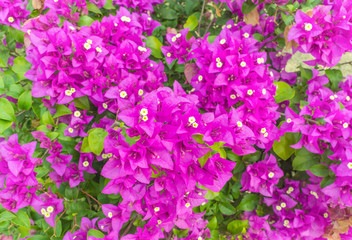 Fototapeta premium purple bougainvillea flower in colorful color in garden