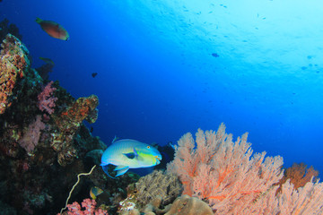 Naklejka na ściany i meble Coral reef fish in sea ocean underwater
