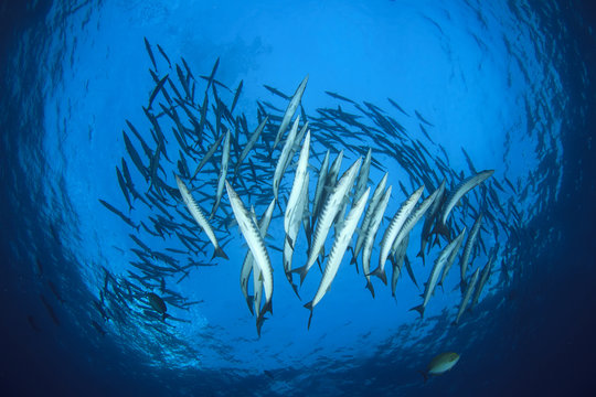 Barracuda fish school in ocean