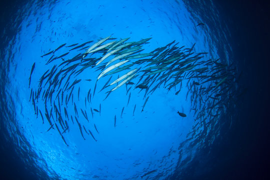 Barracuda fish school in ocean