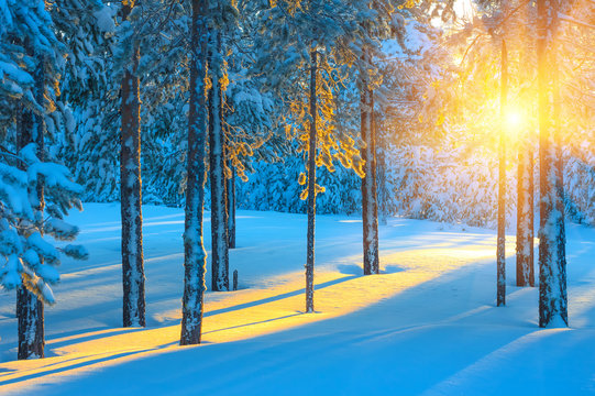 Winter landscape. Colorful sunset in the beautiful snow-covered coniferous forest.