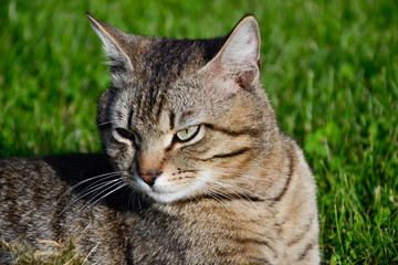 Portrait of domestic short-haired tabby cat lying in the grass. Tomcat relaxing in garden