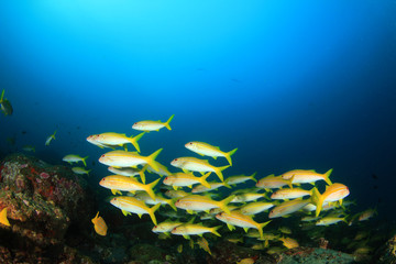 Naklejka na ściany i meble Fish school underwater on coral reef