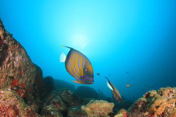 Naklejka na ściany i meble Coral reef fish in sea ocean underwater