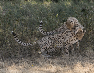 Cheetahs Playing