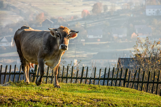 Carpathian rural area behind the village. Cow near the wooden fence on meadow early in the morning 