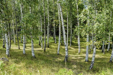 Obraz premium Birch forest of advance summer in the mountain Vitosha, Bulgaria 