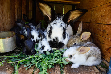 Fototapeta premium Many young sweet bunnies in a shed. A group of small colorful rabbits family feed on barn yard. Easter symbol