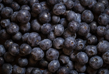 Blueberry - Fresh Blueberries close up - Organic Superfood