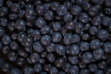Blueberry - Fresh Blueberries close up - Organic Superfood