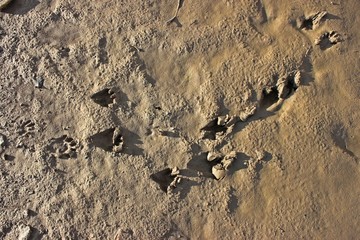 Waschbärfährte am Ufer des Edersees 
