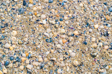 Broken shells on a mediterranean beach. Background pattern