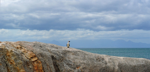 Sud Africa, 18/09/2009: un pinguino su una roccia sulla spiaggia di Boulders Beach, un'area protetta in un'insenatura di massi di granito che dal 1982 ospita una colonia di pinguini africani