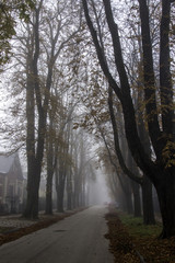 Fototapeta premium Foggy morning