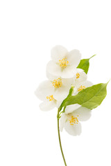 Obraz premium jasmine flower isolated