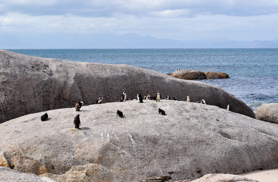 Sud Africa, 18/09/2009: pinguini su una roccia sulla spiaggia di Boulders Beach, un'area protetta in un'insenatura di massi di granito che dal 1982 ospita una colonia di pinguini africani