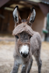 Fototapeta premium Neugieriger Baby-Esel