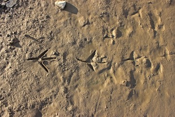 Spur eines Reihers im Uferschlamm des Edersees