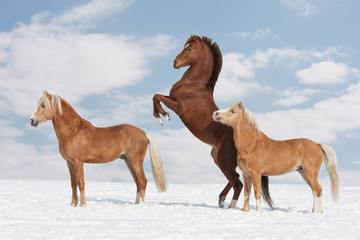 Three nice horses in the winter