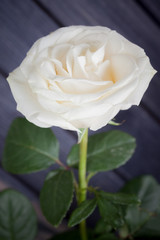 white rose on dark background closeup
