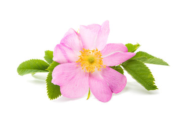 Fototapeta premium wild rose flower isolated