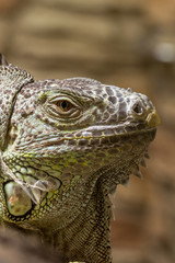 Closeup of an iguana reptil face 3