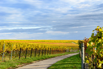 Weinberg im Herbst