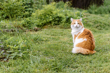 Red cat sitting on green grass