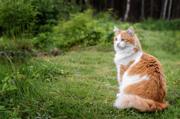 Naklejka na ściany i meble Red cat sitting on green grass