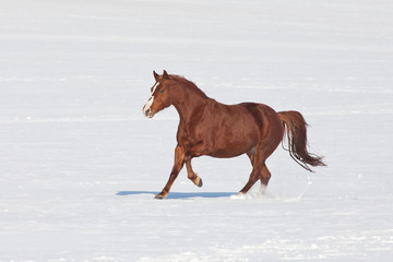 Nice horse running through snowy landscape