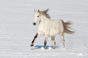 Fototapeta na wymiar Nice horse running through snowy landscape